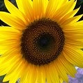 �Ђ܂��